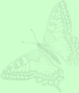 Schwalbenschwanz 184