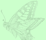 Schwalbenschwanz Planung